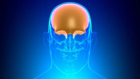 Human Skeleton Skull Frontal Bone Anatomy For Medical Concept Stock Illustration