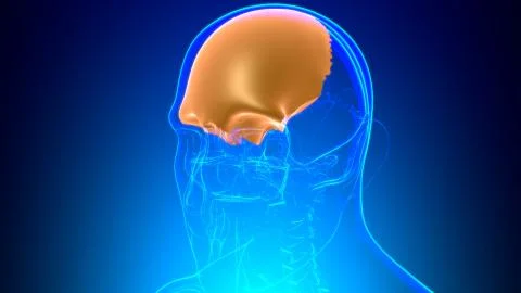 Human Skeleton Skull Frontal Bone Anatomy For Medical Concept Ilustración de archivo