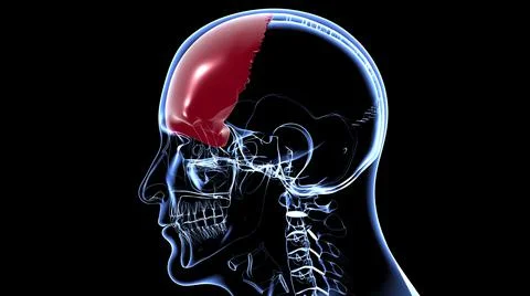 Human Skeleton Skull Frontal Bone Anatomy For Medical Concept Ilustración de archivo