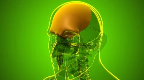 Human Skeleton Skull Frontal Bone Anatomy For Medical Concept 库存插图