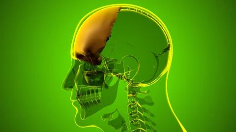 Human Skeleton Skull Frontal Bone Anatomy For Medical Concept Stock Illustration