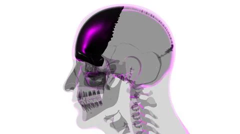 Human Skeleton Skull Frontal Bone Anatomy For Medical Concept Stock Illustration