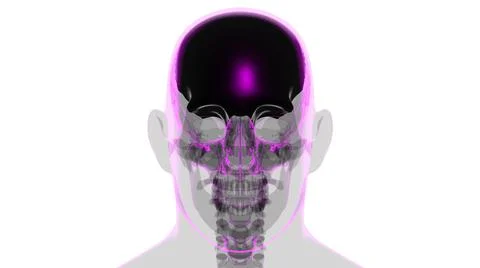 Human Skeleton Skull Frontal Bone Anatomy For Medical Concept Stock Illustration
