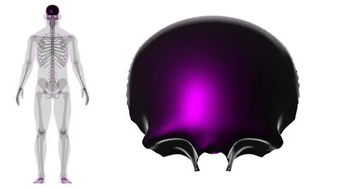 Human Skeleton Skull Frontal Bone Anatomy For Medical Concept 스톡 일러스트