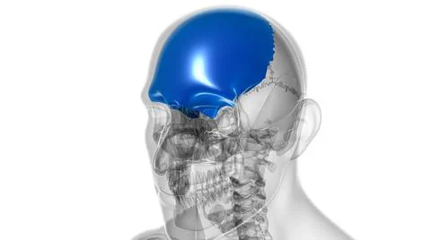 Human Skeleton Skull Frontal Bone Anatomy For Medical Concept Stockillustratie