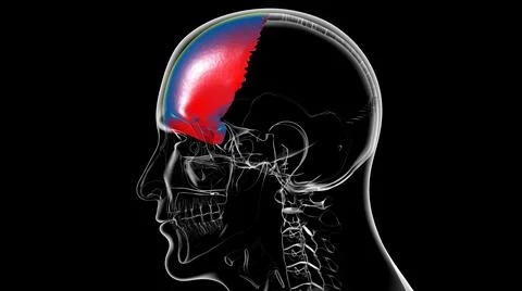 Human Skeleton Skull Frontal Bone Anatomy For Medical Concept Stock Illustration