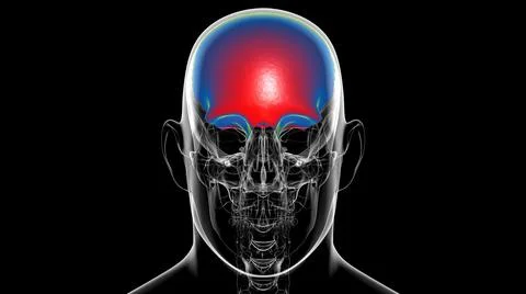 Human Skeleton Skull Frontal Bone Anatomy For Medical Concept Stock Illustration