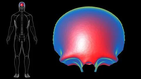 Human Skeleton Skull Frontal Bone Anatomy For Medical Concept Stock Illustration