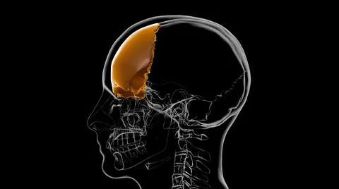 Human Skeleton Skull Frontal Bone Anatomy For Medical Concept 3D 库存插图