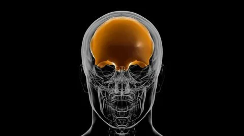 Human Skeleton Skull Frontal Bone Anatomy For Medical Concept 3D Stock Illustration