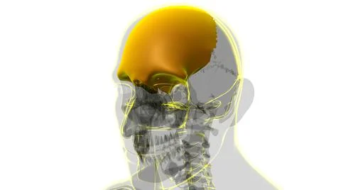 Human Skeleton Skull Frontal Bone Anatomy For Medical Concept Ilustración de archivo