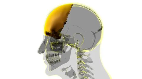 Human Skeleton Skull Frontal Bone Anatomy For Medical Concept Stock Illustration