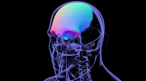Human Skeleton Skull Frontal Bone Anatomy For Medical Concept Ilustración de archivo