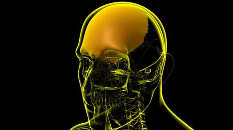 Human Skeleton Skull Frontal Bone Anatomy For Medical Concept Stock Illustration