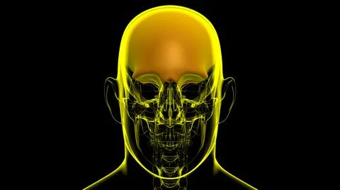 Human Skeleton Skull Frontal Bone Anatomy For Medical Concept Stock Illustration