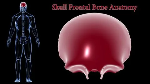 Human Skeleton Skull Frontal Bone Anatomy For Medical Concept 3D Stock Illustration