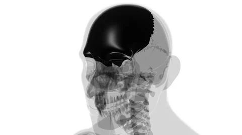 Human Skeleton Skull Frontal Bone Anatomy For Medical Concept Stock Illustration