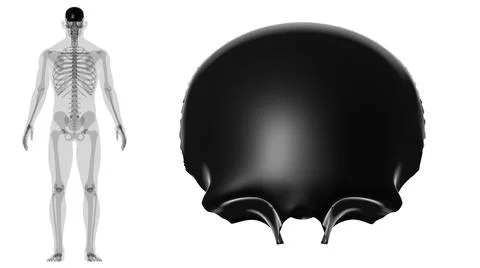 Human Skeleton Skull Frontal Bone Anatomy For Medical Concept Stock Illustration