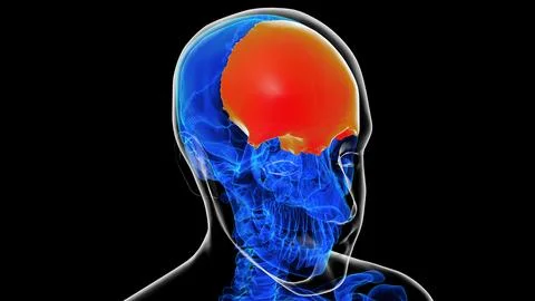 Human skeleton skull frontal bone anatomy for medical concept 3D rendering Ilustración de archivo