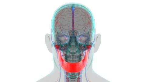 Human Skeleton Skull Mandible Bone Anatomy For Medical Concept Stock-Illustration