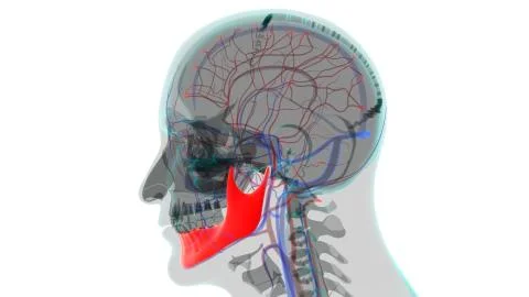 Human Skeleton Skull Mandible Bone Anatomy For Medical Concept Ilustración de archivo