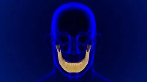 Human Skeleton Skull Mandible Bone Anatomy For Medical Concept Ilustración de archivo