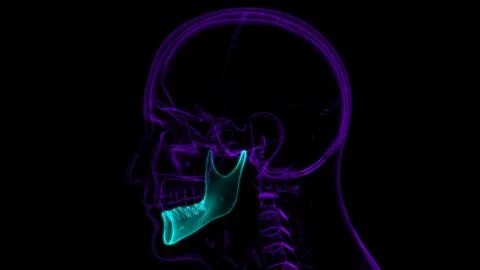Human Skeleton Skull Mandible Bone Anatomy For Medical Concept 库存插图