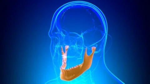 Human Skeleton Skull Mandible Bone Anatomy For Medical Concept 库存插图
