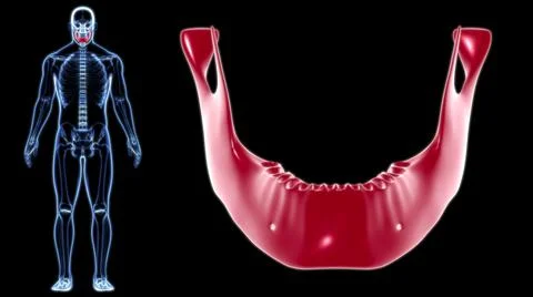 Human Skeleton Skull Mandible Bone Anatomy For Medical Concept Stock Illustration