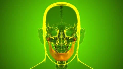 Human Skeleton Skull Mandible Bone Anatomy For Medical Concept Stockillustratie