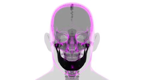 Human Skeleton Skull Mandible Bone Anatomy For Medical Concept 库存插图