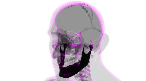 Human Skeleton Skull Mandible Bone Anatomy For Medical Concept Stock Illustration
