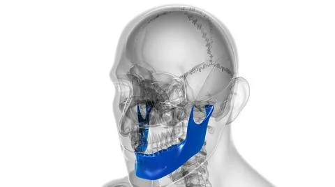Human Skeleton Skull Mandible Bone Anatomy For Medical Concept Stock-Illustration