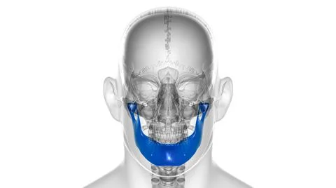 Human Skeleton Skull Mandible Bone Anatomy For Medical Concept Stock Illustration