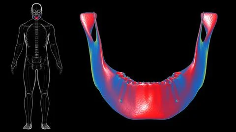 Human Skeleton Skull Mandible Bone Anatomy For Medical Concept Ilustración de archivo