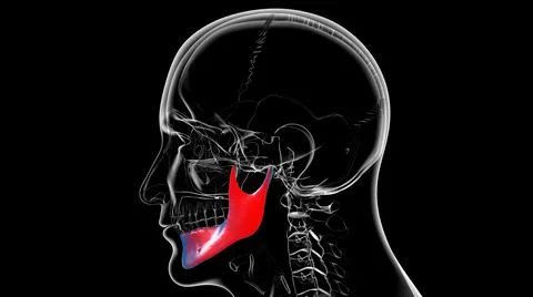 Human Skeleton Skull Mandible Bone Anatomy For Medical Concept Stock Illustration