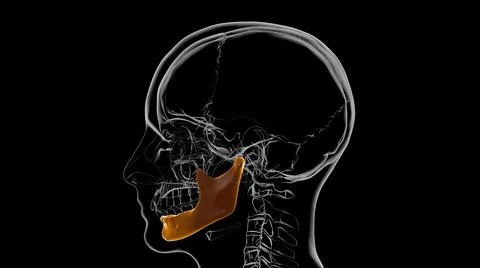 Human Skeleton Skull Mandible Bone Anatomy For Medical Concept 3D 库存插图