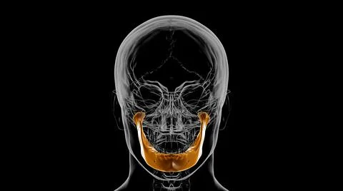 Human Skeleton Skull Mandible Bone Anatomy For Medical Concept 3D Illustrazione stock