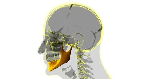 Human Skeleton Skull Mandible Bone Anatomy For Medical Concept Ilustración de archivo