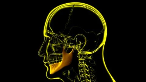 Human Skeleton Skull Mandible Bone Anatomy For Medical Concept Stock Illustration