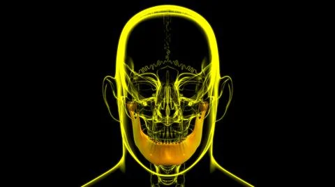 Human Skeleton Skull Mandible Bone Anatomy For Medical Concept Ilustración de archivo