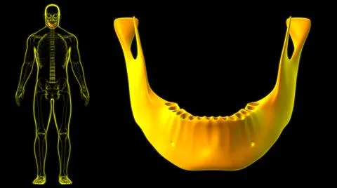 Human Skeleton Skull Mandible Bone Anatomy For Medical Concept 스톡 일러스트