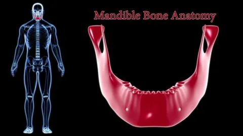 Human Skeleton Skull Mandible Bone Anatomy For Medical Concept 3D Stockillustratie