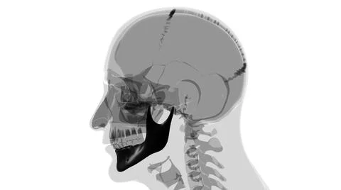 Human Skeleton Skull Mandible Bone Anatomy For Medical Concept Stock-Illustration