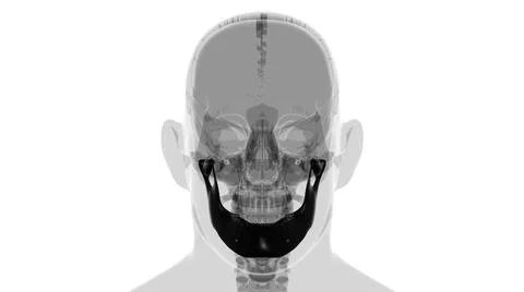 Human Skeleton Skull Mandible Bone Anatomy For Medical Concept 스톡 일러스트