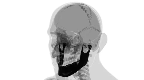 Human Skeleton Skull Mandible Bone Anatomy For Medical Concept Ilustración de archivo