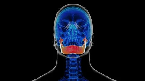 Human skeleton skull mandible bone anatomy for medical concept 3D rendering Stock Illustration