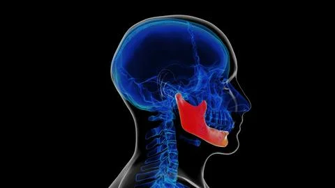 Human skeleton skull mandible bone anatomy for medical concept 3D rendering Ilustración de archivo
