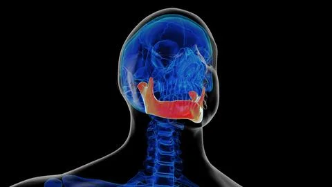 Human skeleton skull mandible bone anatomy for medical concept 3D rendering 스톡 일러스트