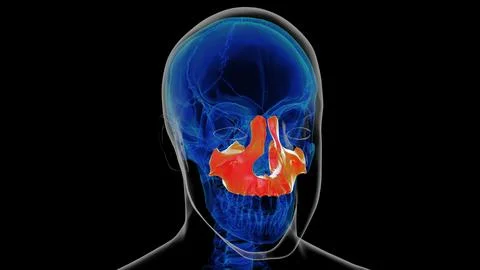 Human skeleton skull maxilla bone anatomy for medical concept 3D rendering Ilustración de archivo
